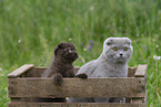 Scottish Fold in box
