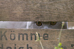 Scottish Fold in box