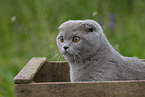 Scottish Fold in box