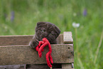 Scottish Fold in box