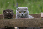 Scottish Fold in box