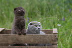 Scottish Fold in box