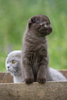 Scottish Fold in box