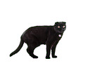 black Scottish Fold in front of white background