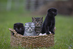 Scottish Fold and british Shorthair