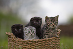 Scottish Fold and british Shorthair