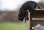 black Scottish Fold kitten