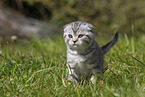 Scottish Fold kitten