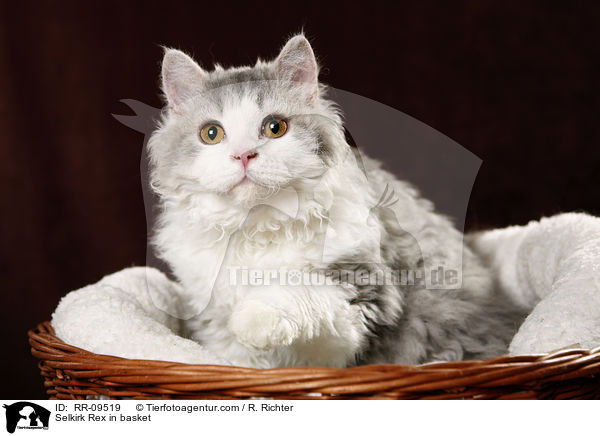 Selkirk Rex im Krbchen / Selkirk Rex in basket / RR-09519