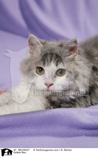 Selkirk Rex / Selkirk Rex / RR-09527