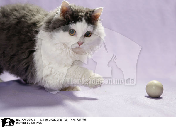 spielende Selkirk Rex / playing Selkirk Rex / RR-09533
