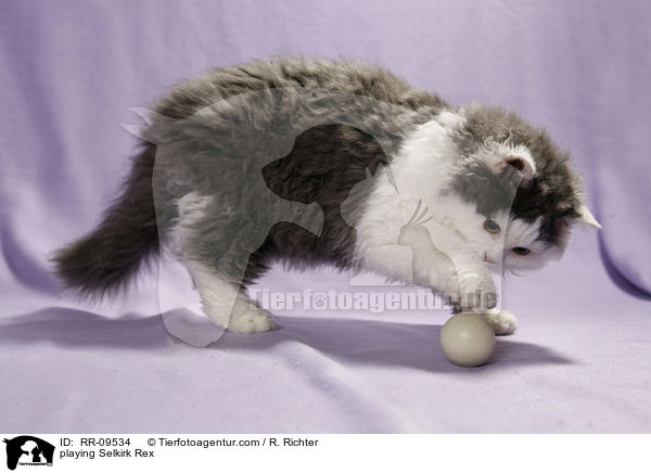 spielende Selkirk Rex / playing Selkirk Rex / RR-09534