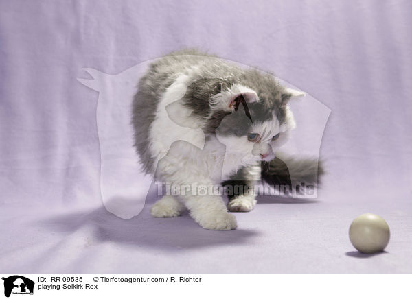 spielende Selkirk Rex / playing Selkirk Rex / RR-09535