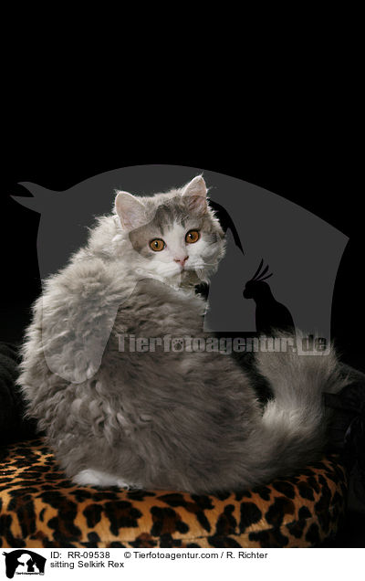 sitzende Selkirk Rex / sitting Selkirk Rex / RR-09538