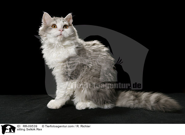 sitzende Selkirk Rex / sitting Selkirk Rex / RR-09539