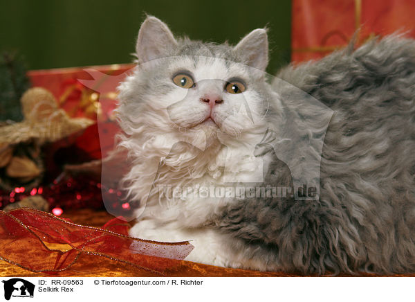 Selkirk Rex / Selkirk Rex / RR-09563