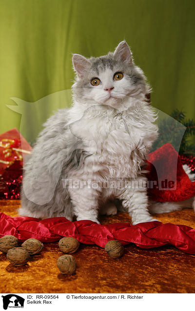 Selkirk Rex / Selkirk Rex / RR-09564