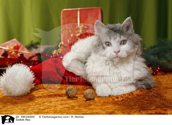 Selkirk Rex / Selkirk Rex / RR-09569