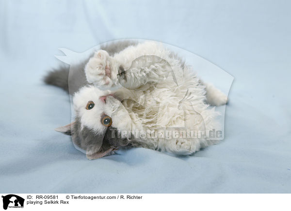 spielende Selkirk Rex / playing Selkirk Rex / RR-09581