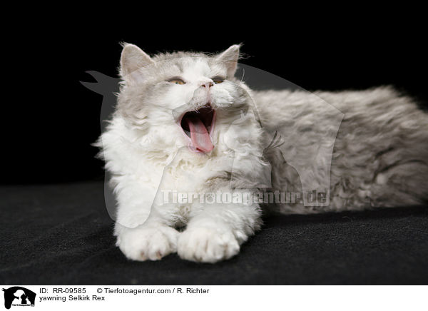 ghnende Selkirk Rex / yawning Selkirk Rex / RR-09585