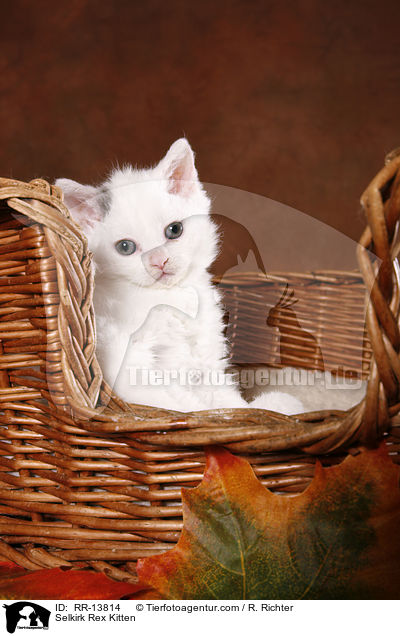 Selkirk Rex Kitten / RR-13814