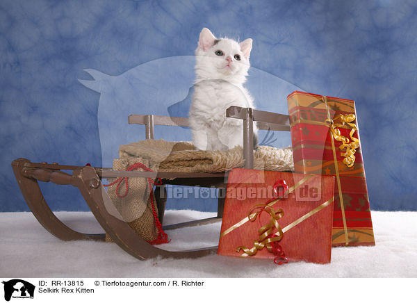 Selkirk Rex Kitten / Selkirk Rex Kitten / RR-13815