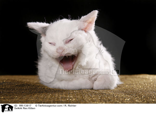 Selkirk Rex Kitten / Selkirk Rex Kitten / RR-13817