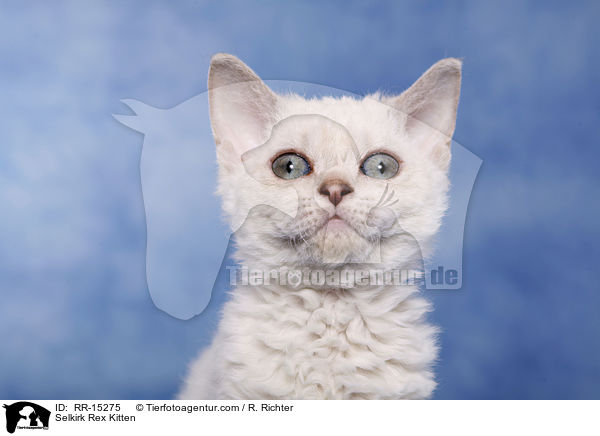 Kurzhaar Selkirk Rex Ktzchen / Selkirk Rex Kitten / RR-15275