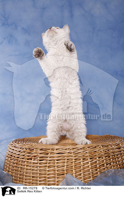 Kurzhaar Selkirk Rex Ktzchen / Selkirk Rex Kitten / RR-15278