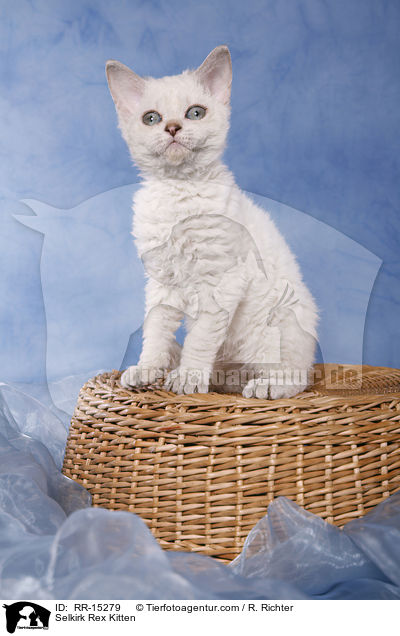 Kurzhaar Selkirk Rex Ktzchen / Selkirk Rex Kitten / RR-15279