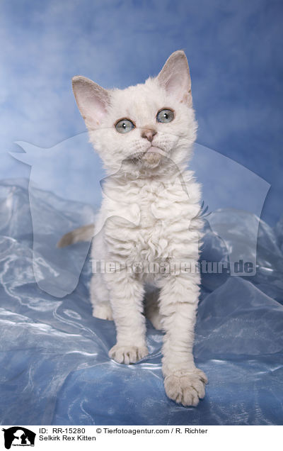 Kurzhaar Selkirk Rex Ktzchen / Selkirk Rex Kitten / RR-15280