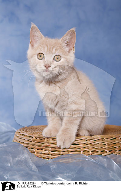 Glatthaar Selkirk Rex Ktzchen / Selkirk Rex Kitten / RR-15284