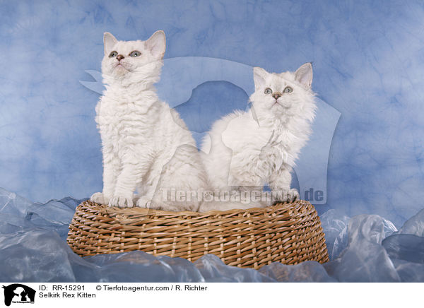 Selkirk Rex Ktzchen / Selkirk Rex Kitten / RR-15291