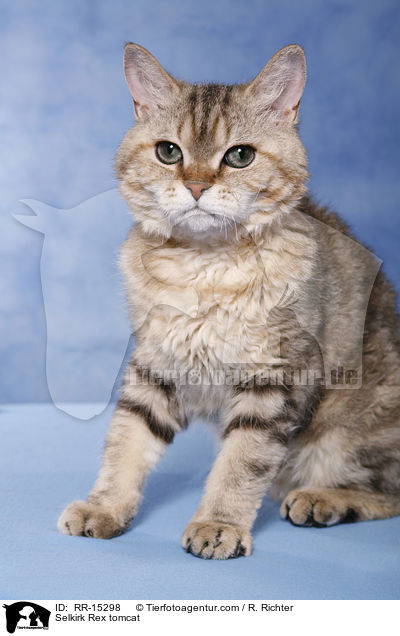Selkirk Rex Kater / Selkirk Rex tomcat / RR-15298