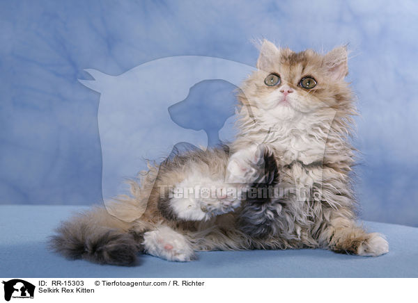Selkirk Rex Kitten / RR-15303