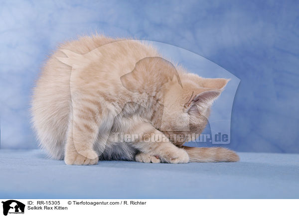 Selkirk Rex Kitten / RR-15305