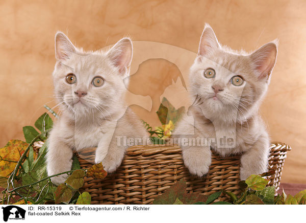 glatthaarige Selkirk Rex / flat-coated Selkirk Rex / RR-15319