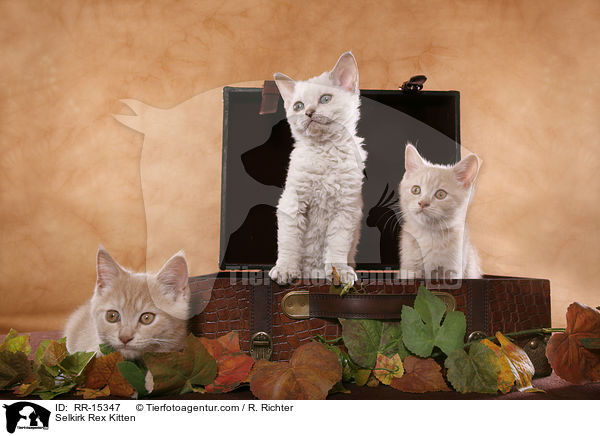 Selkirk Rex Ktzchen / Selkirk Rex Kitten / RR-15347