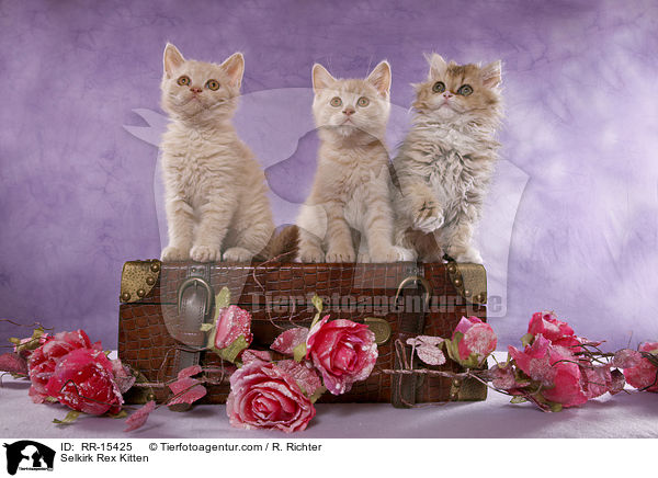 Selkirk Rex Ktzchen / Selkirk Rex Kitten / RR-15425