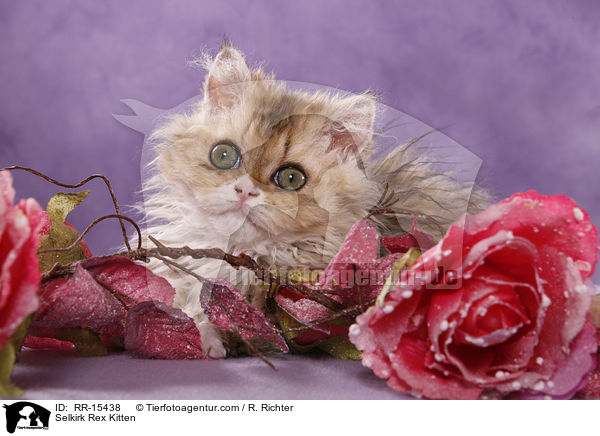 Langhaar Selkirk Rex Ktzchen / Selkirk Rex Kitten / RR-15438