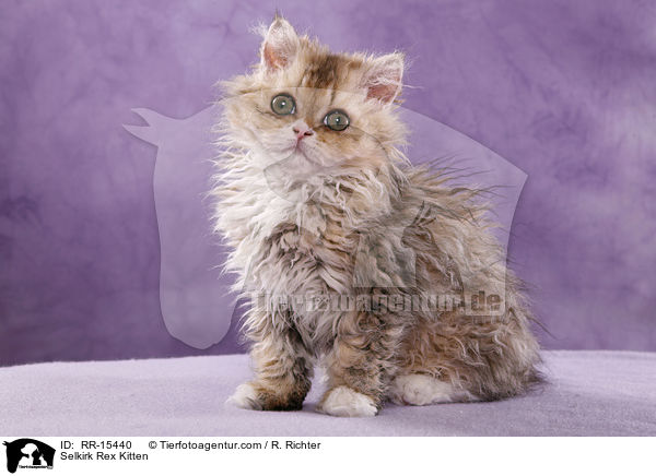 Langhaar Selkirk Rex Ktzchen / Selkirk Rex Kitten / RR-15440