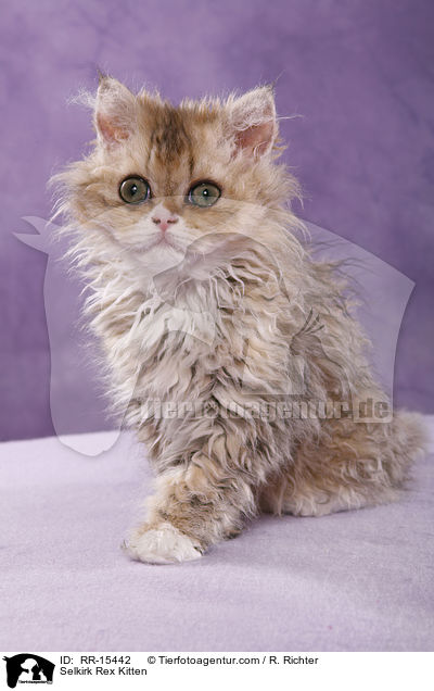 Langhaar Selkirk Rex Ktzchen / Selkirk Rex Kitten / RR-15442