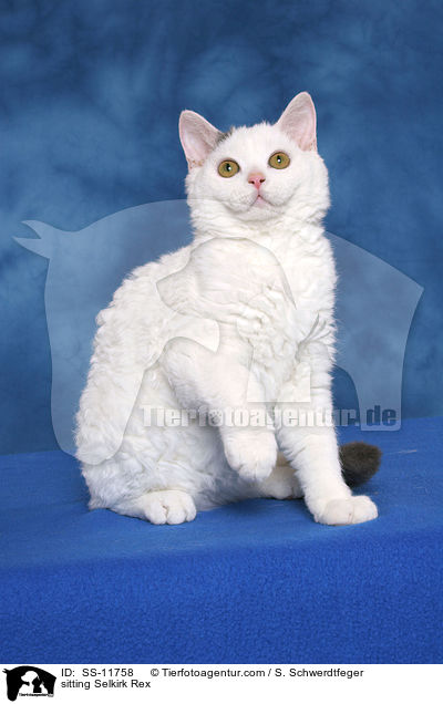 sitzende Selkirk Rex / sitting Selkirk Rex / SS-11758
