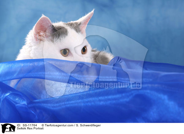 Selkirk Rex Portrait / Selkirk Rex Portrait / SS-11764