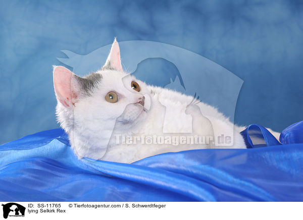liegende Selkirk Rex / lying Selkirk Rex / SS-11765