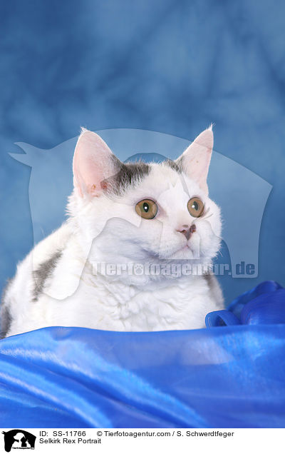 Selkirk Rex Portrait / Selkirk Rex Portrait / SS-11766