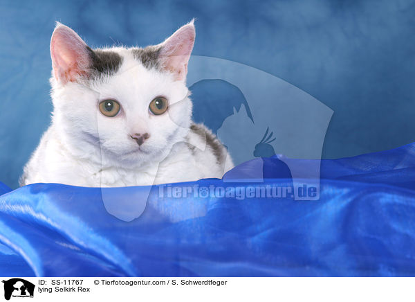 liegende Selkirk Rex / lying Selkirk Rex / SS-11767