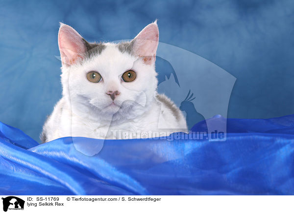 liegende Selkirk Rex / lying Selkirk Rex / SS-11769