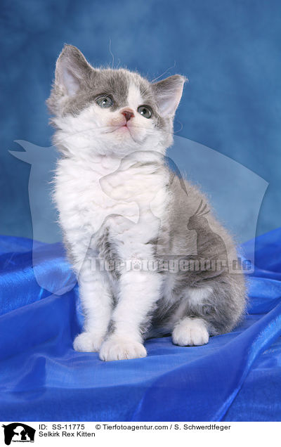 Selkirk Rex Ktzchen / Selkirk Rex Kitten / SS-11775