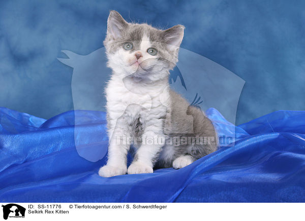Selkirk Rex Ktzchen / Selkirk Rex Kitten / SS-11776